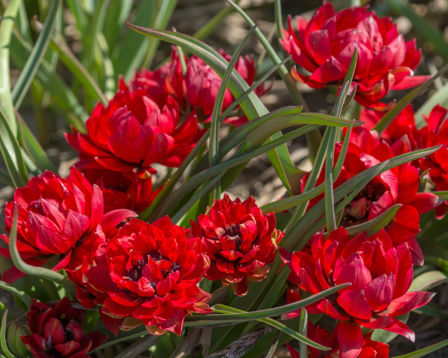 Tulip 'Samantha' 5 Tulip 'Samantha' - Image 3