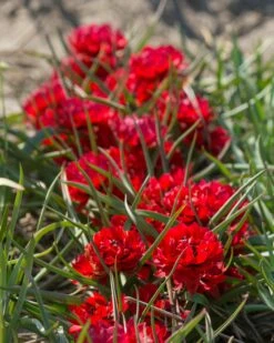 Tulip 'Samantha' 11 Tulip 'Samantha' -Flowers Sales Store tulip samantha 5