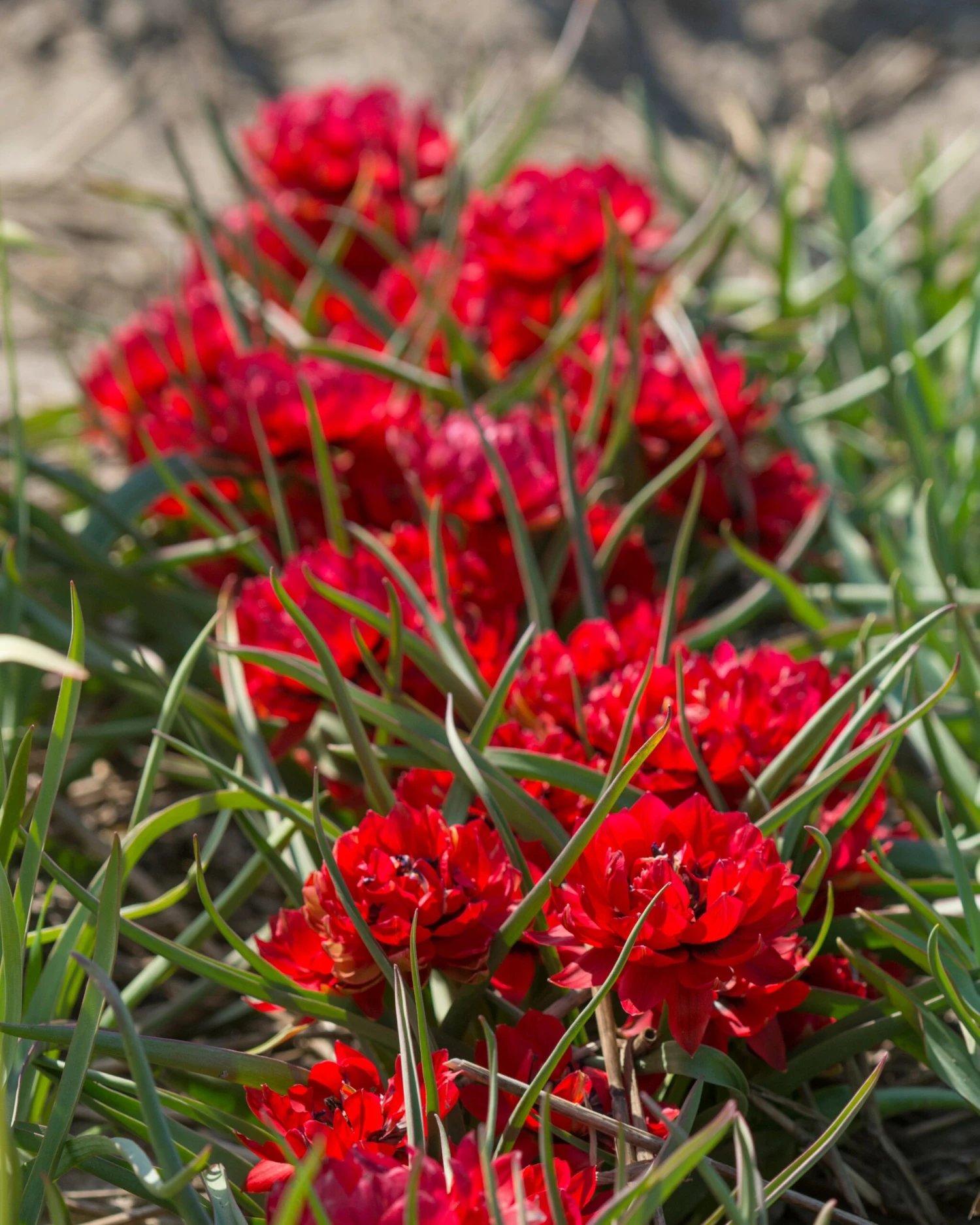 Tulip 'Samantha' 7 Tulip 'Samantha' - Image 5