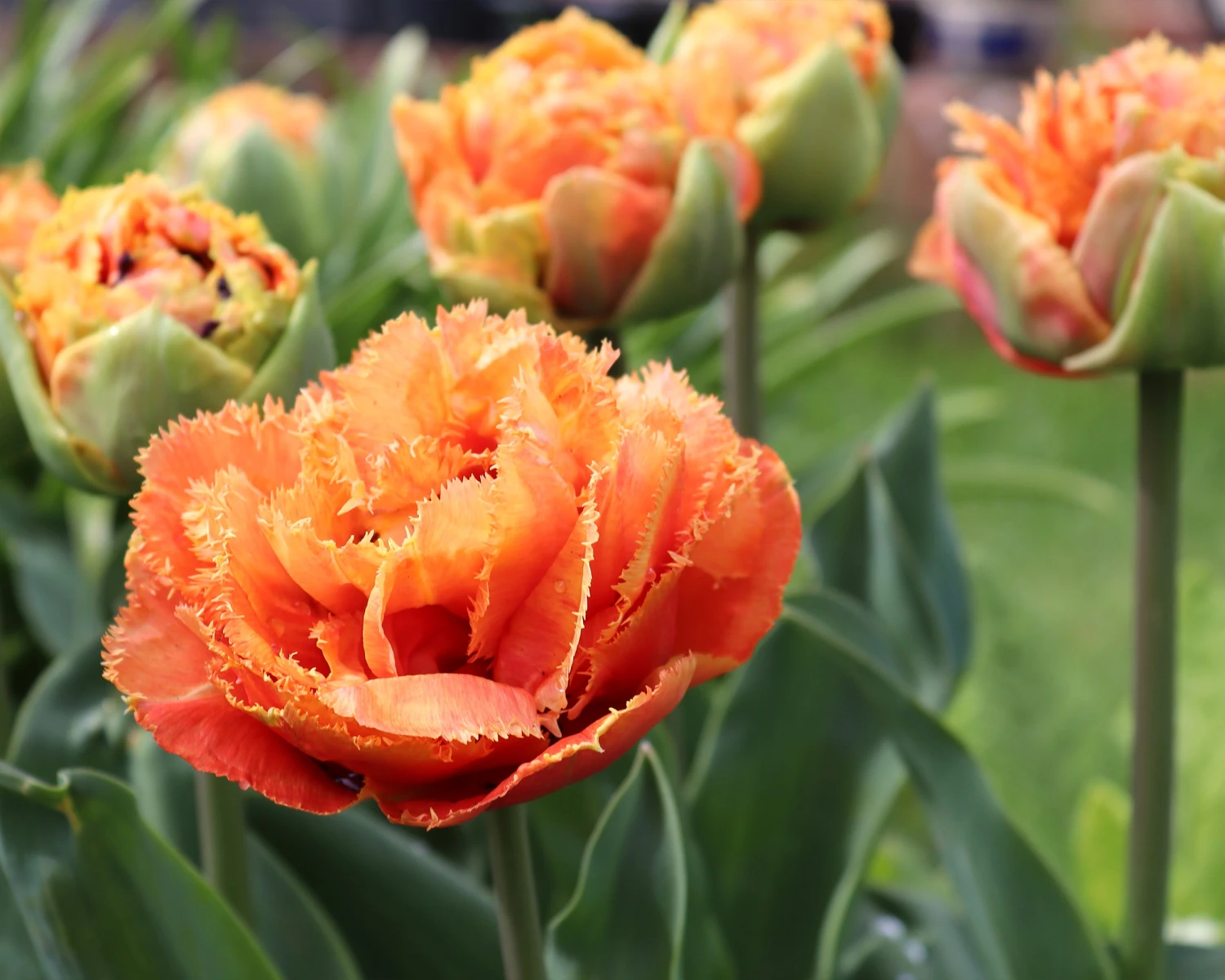 Tulip 'Sensual Touch' 5 Tulip 'Sensual Touch' - Image 3