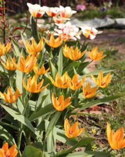 Tulip Praestans 'Shogun' 17 Tulip Praestans 'Shogun' -Flowers Sales Store tulip shogun 1