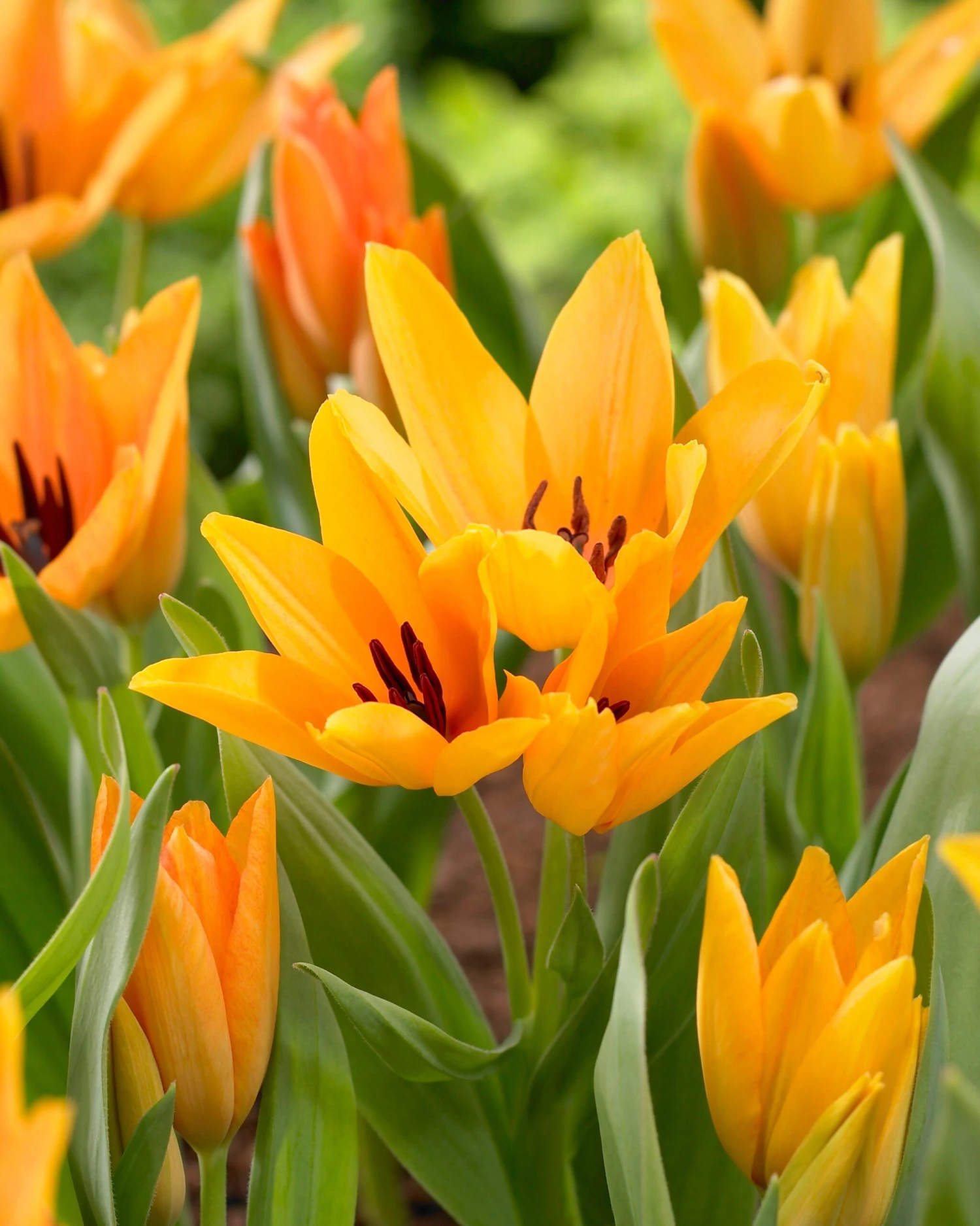 Tulip Praestans 'Shogun' 4 Tulip Praestans 'Shogun' - Image 2