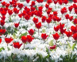 Tulip 'Showwinner' 11 Tulip 'Showwinner' -Flowers Sales Store tulip showwinner 6