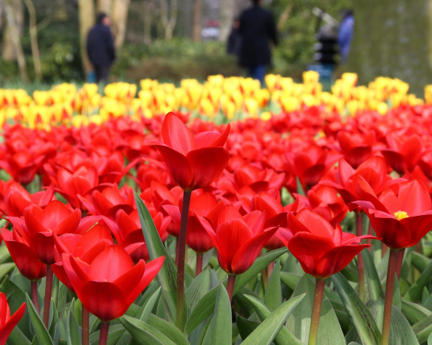 Tulip 'Showwinner' 4 Tulip 'Showwinner' - Image 2