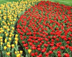 Tulip 'Showwinner' 15 Tulip 'Showwinner' -Flowers Sales Store tulip showwinner 9