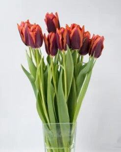 Tulip 'Slawa' 17 Tulip 'Slawa' -Flowers Sales Store tulip slawa 2