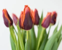 Tulip 'Slawa' 14 Tulip 'Slawa' -Flowers Sales Store tulip slawa 3