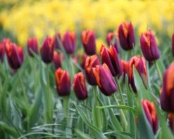 Tulip 'Slawa' 15 Tulip 'Slawa' -Flowers Sales Store tulip slawa 5