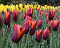 Tulip 'Slawa' 13 Tulip 'Slawa' -Flowers Sales Store tulip slawa 7