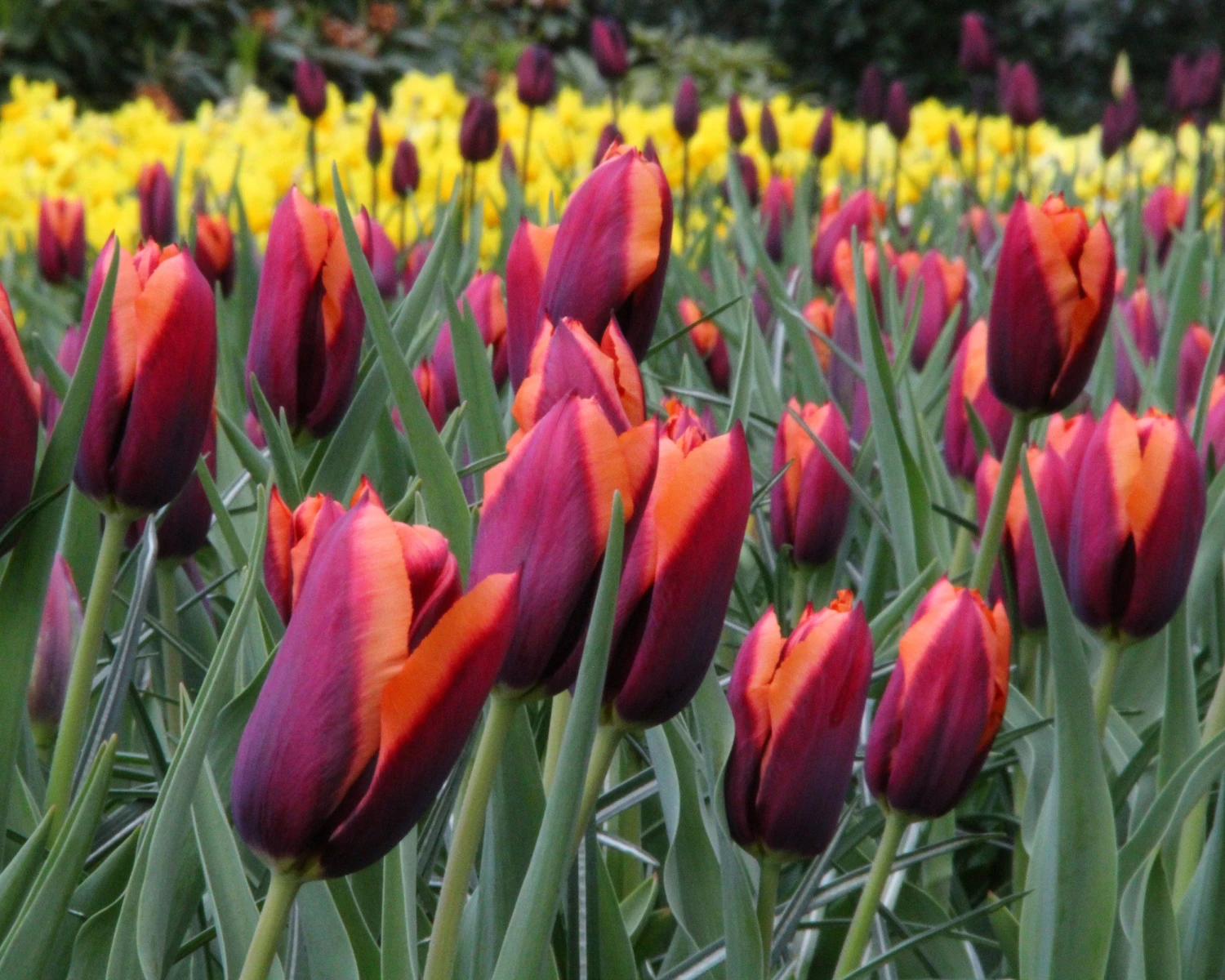 Tulip 'Slawa' 6 Tulip 'Slawa' - Image 4