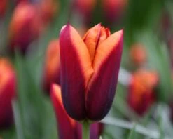 Tulip 'Slawa' 16 Tulip 'Slawa' -Flowers Sales Store tulip slawa 9
