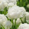 Tulip 'Snow Crystal' 1 Tulip 'Snow Crystal' -Flowers Sales Store tulip snow crystal 1