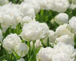 Tulip 'Snow Crystal' -Flowers Sales Store tulip snow crystal 2