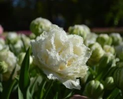 Tulip 'Snow Crystal' -Flowers Sales Store tulip snow crystal 4