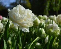 Tulip 'Snow Crystal' -Flowers Sales Store tulip snow crystal 5