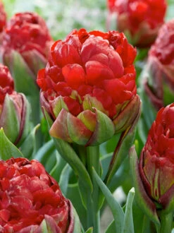 Tulip Collection 'Sorbetto' 12 Tulip Collection 'Sorbetto' -Flowers Sales Store tulip sorbetto 1