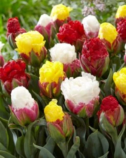 Tulip Collection 'Sorbetto' 13 Tulip Collection 'Sorbetto' -Flowers Sales Store tulip sorbetto 2 0a2bc020 e111 4bcf a55e 638351cc790e