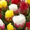 Tulip Collection 'Sorbetto' -Flowers Sales Store tulip sorbetto 4 2a3db4dc c565 4dba 90d4 8648341d9cbb
