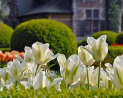 Tulip 'Spring Green' 10 Tulip 'Spring Green' -Flowers Sales Store tulip spring green 3