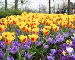 Flowers Sales Store -Flowers Sales Store tulip stresa 1