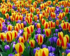 Tulip 'Stresa' -Flowers Sales Store tulip stresa 10