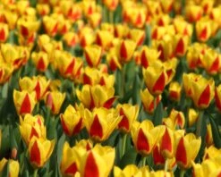 Tulip 'Stresa' -Flowers Sales Store tulip stresa 12