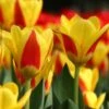 Tulip 'Stresa' -Flowers Sales Store tulip stresa 14