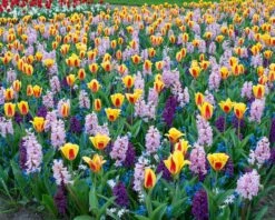 Tulip 'Stresa' -Flowers Sales Store tulip stresa 2