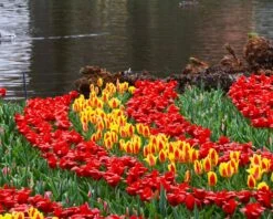 Tulip 'Stresa' -Flowers Sales Store tulip stresa 4