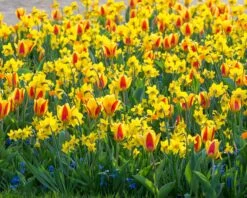 Tulip 'Stresa' -Flowers Sales Store tulip stresa 7