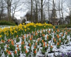 Tulip 'Stresa' -Flowers Sales Store tulip stresa 9