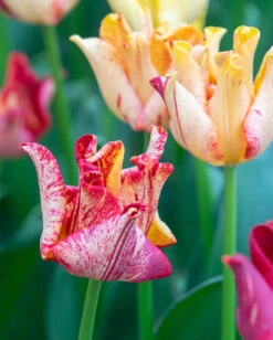 Tulip 'Striped Crown'