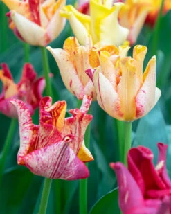 Tulip 'Striped Crown' -Flowers Sales Store tulip striped crown 01