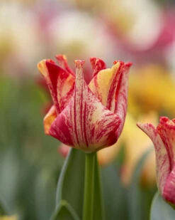 Tulip 'Striped Crown' -Flowers Sales Store tulip striped crown 10