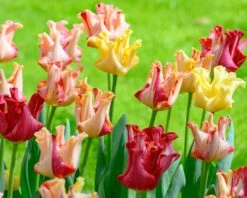 Tulip 'Striped Crown' -Flowers Sales Store tulip striped crown 2