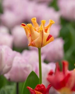 Tulip 'Striped Crown' -Flowers Sales Store tulip striped crown 4