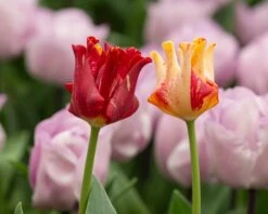 Tulip 'Striped Crown' -Flowers Sales Store tulip striped crown 5