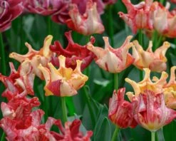 Tulip 'Striped Crown' -Flowers Sales Store tulip striped crown 6