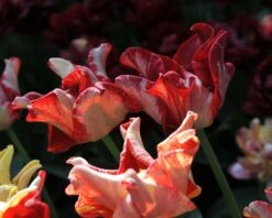 Tulip 'Striped Crown' -Flowers Sales Store tulip striped crown 7