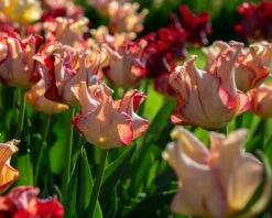 Tulip 'Striped Crown' -Flowers Sales Store tulip striped crown 8