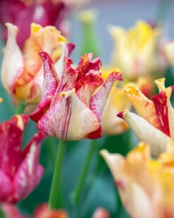 Tulip 'Striped Crown' -Flowers Sales Store tulip striped crown 9