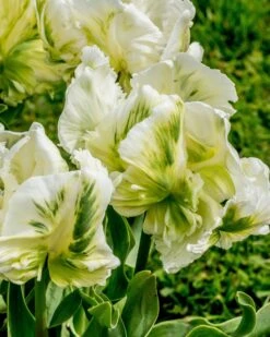 Tulip 'Super Parrot' -Flowers Sales Store tulip super parrot 1