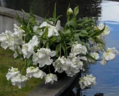 Tulip 'Super Parrot' -Flowers Sales Store tulip super parrot 10