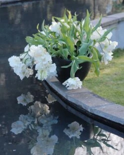 Tulip 'Super Parrot' -Flowers Sales Store tulip super parrot 11