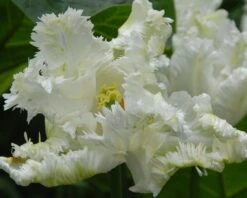 Tulip 'Super Parrot' -Flowers Sales Store tulip super parrot 13