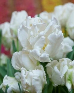 Tulip 'Super Parrot' -Flowers Sales Store tulip super parrot 15