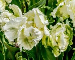 Tulip 'Super Parrot' -Flowers Sales Store tulip super parrot 2