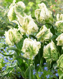 Tulip 'Super Parrot' -Flowers Sales Store tulip super parrot 5