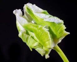 Tulip 'Super Parrot' -Flowers Sales Store tulip super parrot 6