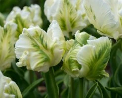 Tulip 'Super Parrot' -Flowers Sales Store tulip super parrot 7